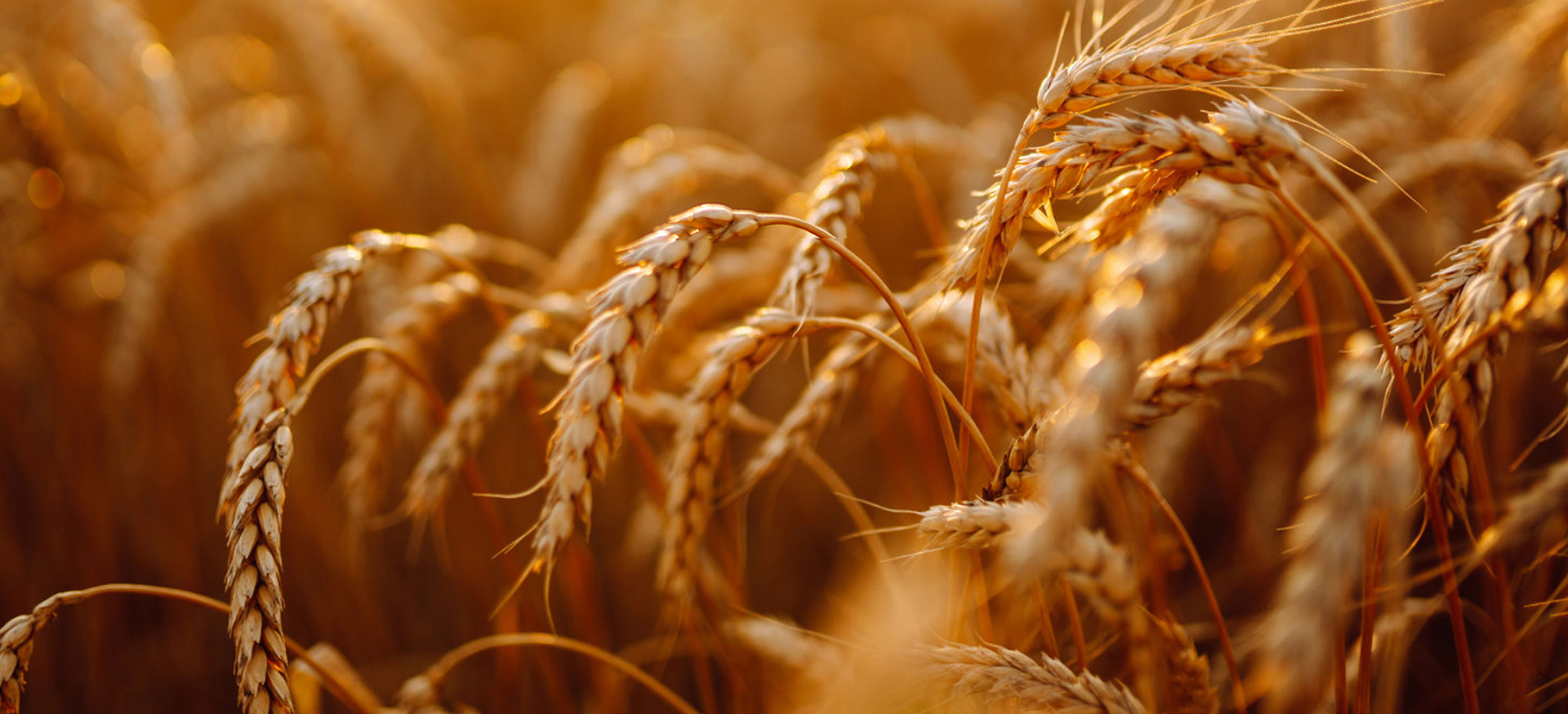 粮食饲料解决方案